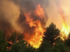 В Сибири действует 72 очага лесных пожаров, в том числе шесть крупных